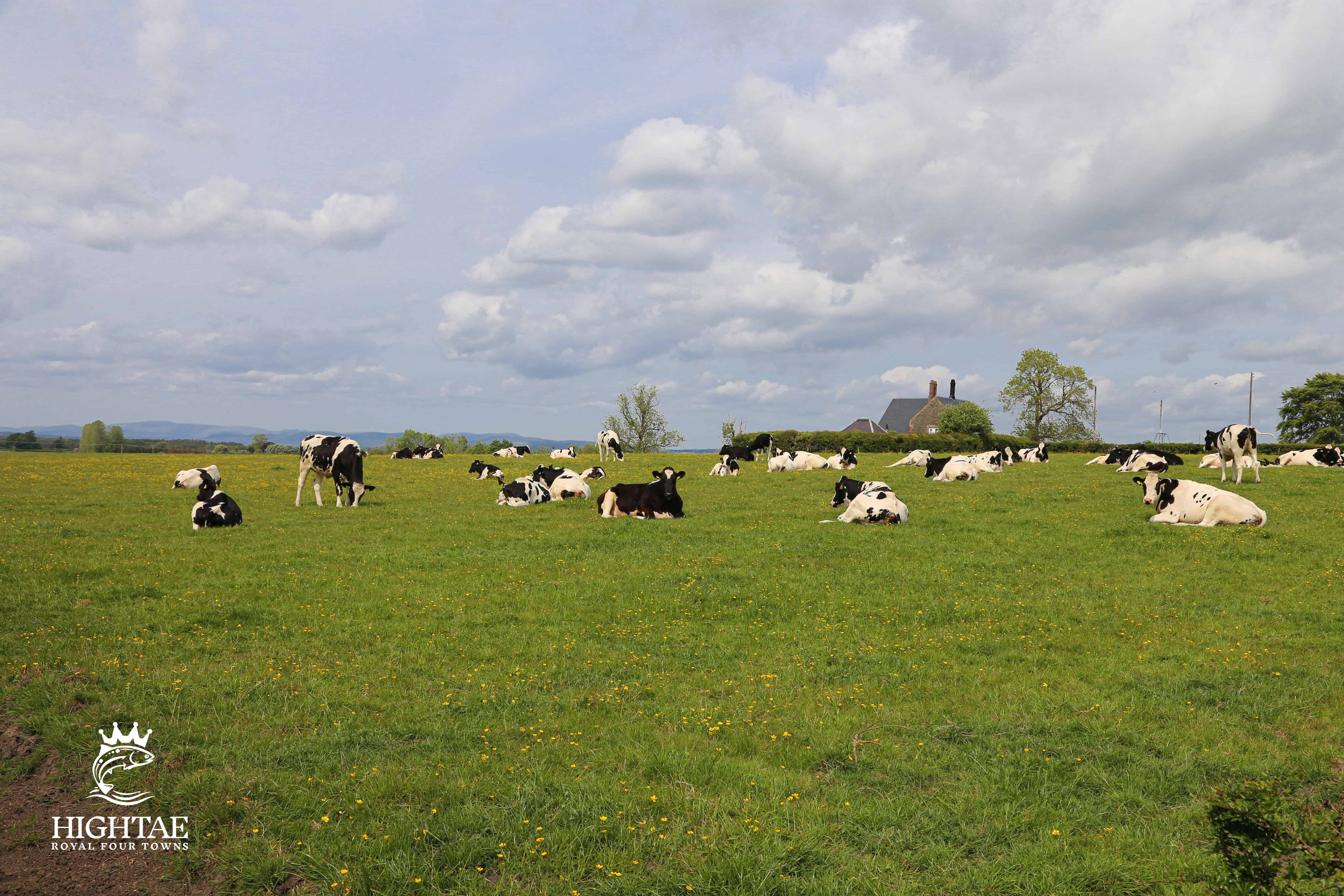 Farming Cows In A Field