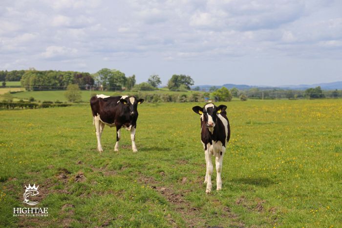 Farming Cows In A Field